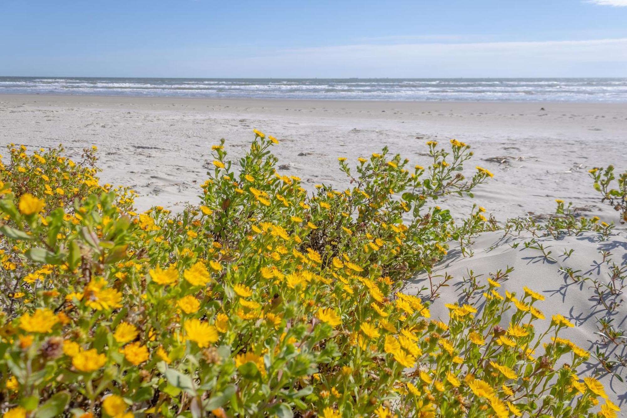 Islander East Condominiums Galveston Luaran gambar